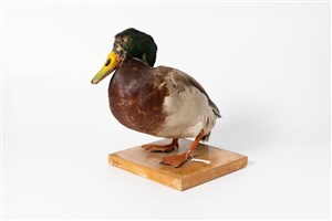 Image description is not available for 2015.6.2